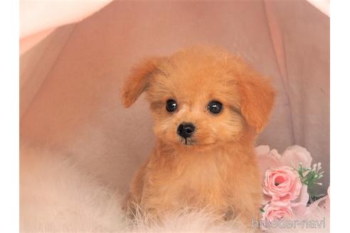 成約済の岡山県のミックス犬-212746の1枚目